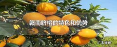 赣南脐橙的特色和优势