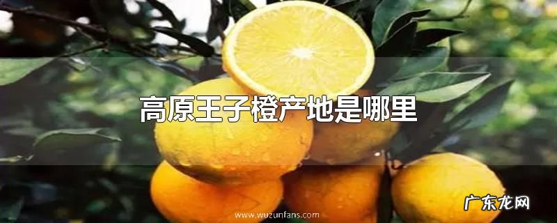高原王子橙产地是哪里
