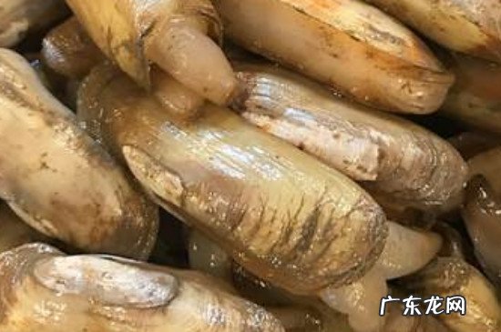 海蛏子怎么吐沙