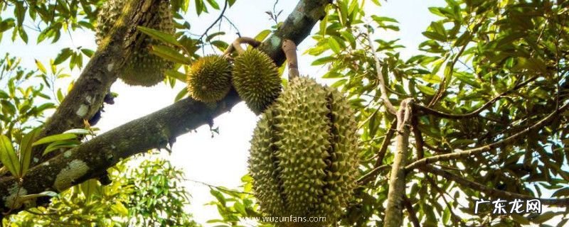 怎么挑榴莲