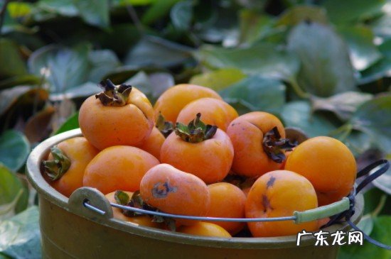 李子和柿子可以一起吃吗?