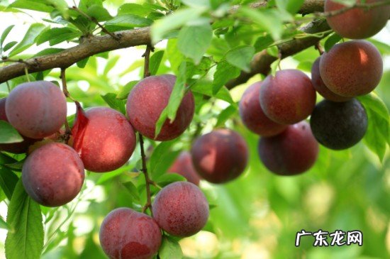 李子和柿子可以一起吃吗?