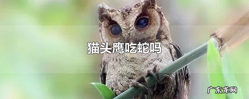 猫头鹰吃蛇吗