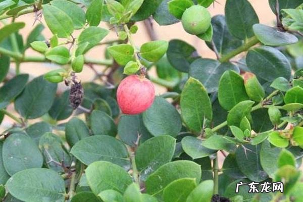 金星果栽培技术,种植时控制好种植密度,施足底肥