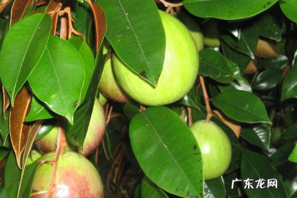 金星果栽培技术,种植时控制好种植密度,施足底肥