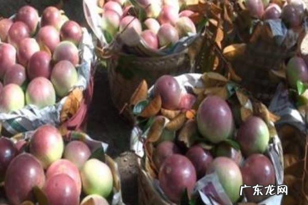 金星果栽培技术,种植时控制好种植密度,施足底肥