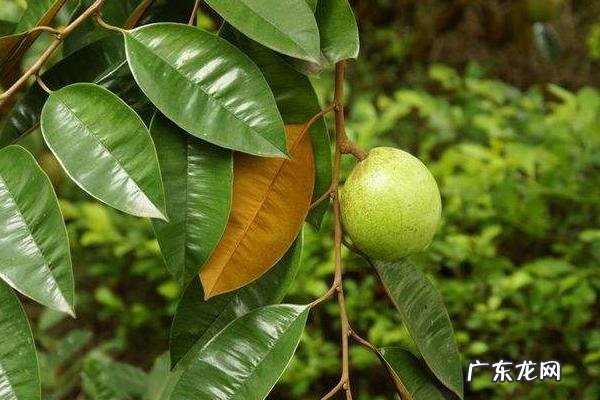 金星果栽培技术,种植时控制好种植密度,施足底肥