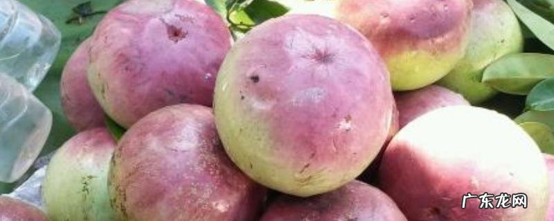 金星果栽培技术,种植时控制好种植密度,施足底肥