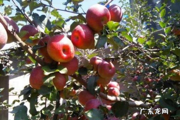 金星果栽培技术,种植时控制好种植密度,施足底肥