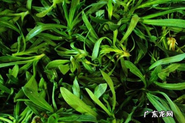 面条菜种植时间和方法，春季秋季均可露地种植