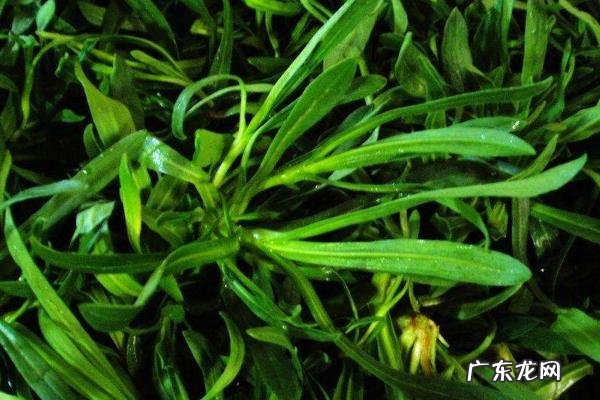 面条菜种植时间和方法，春季秋季均可露地种植