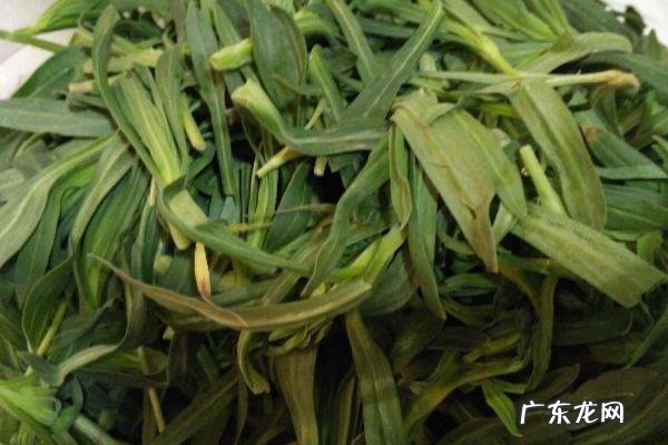 面条菜种植时间和方法，春季秋季均可露地种植