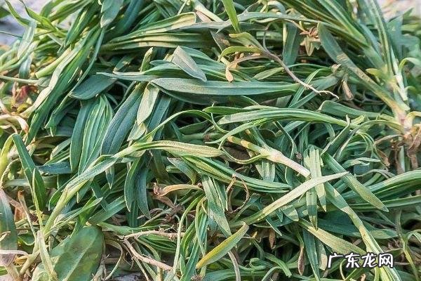 面条菜种植时间和方法，春季秋季均可露地种植