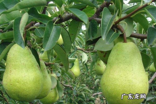 西洋梨种植技术，及时进行疏花疏果工作