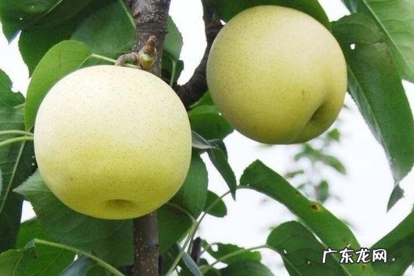 西洋梨种植技术，及时进行疏花疏果工作