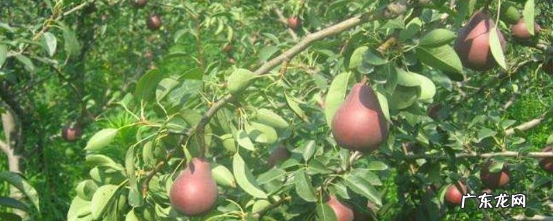 西洋梨种植技术，及时进行疏花疏果工作