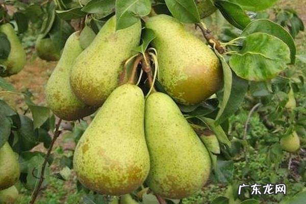 西洋梨种植技术，及时进行疏花疏果工作