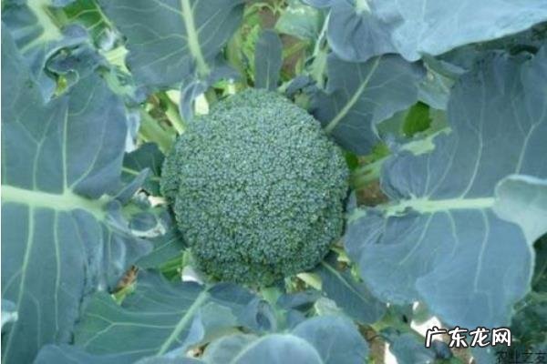 西兰花种植时间和方法，及时做好遮阳工作