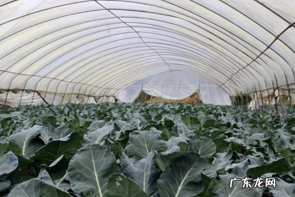 西兰花种植时间和方法，及时做好遮阳工作