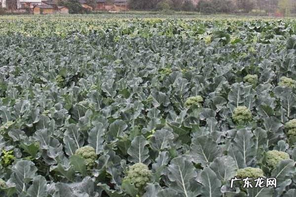 西兰花种植时间和方法，及时做好遮阳工作