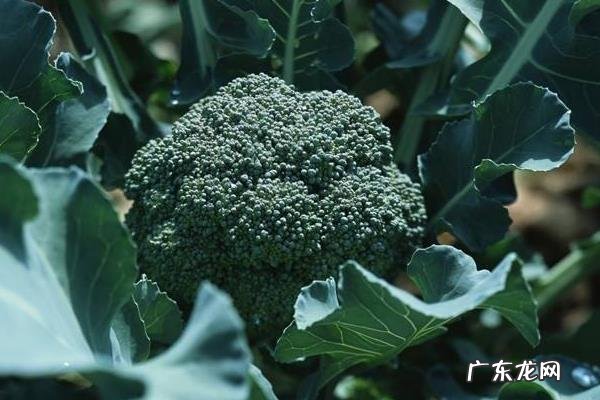 西兰花种植时间和方法，及时做好遮阳工作