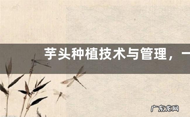 芋头种植技术与管理,一般在春季播种种植