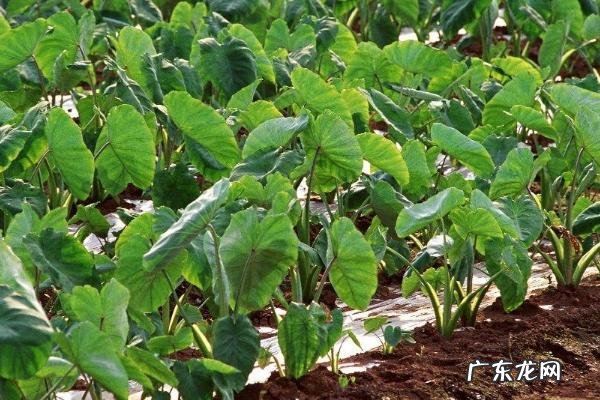 芋头种植技术与管理,一般在春季播种种植