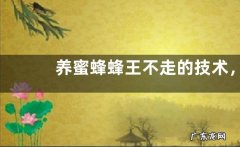养蜜蜂蜂王不走的技术，附蜂王逃跑的原因及移虫育蜂王的方法