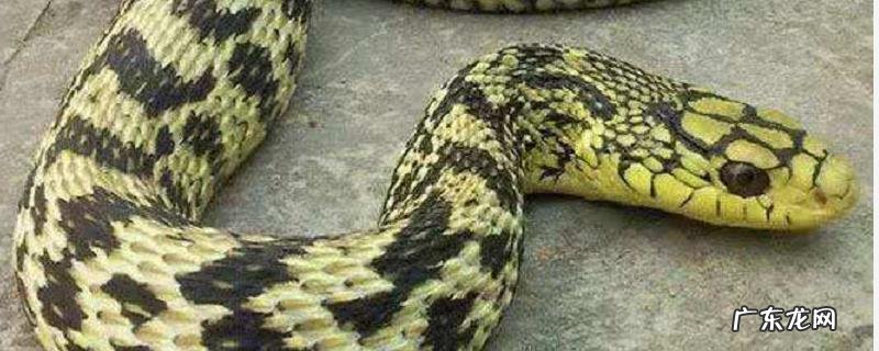 菜花蛇价格及养殖方法,附生活习性