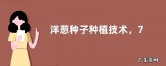 洋葱种子种植技术，7