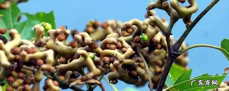 拐枣树种植技术，一般采用种子繁育