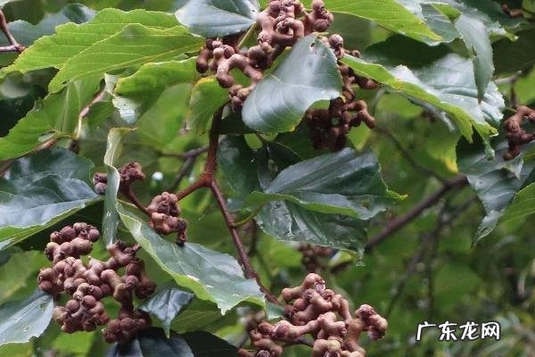 拐枣树种植技术，一般采用种子繁育