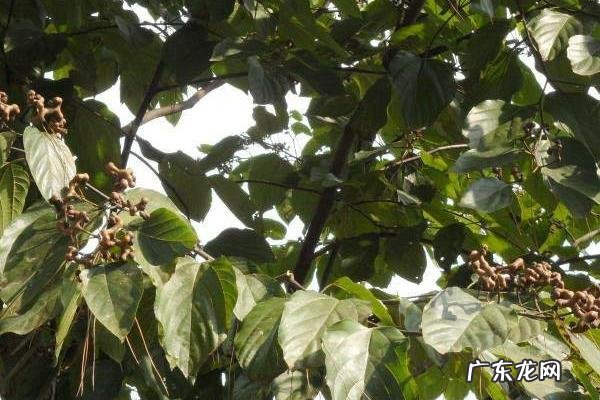 拐枣树种植技术，一般采用种子繁育