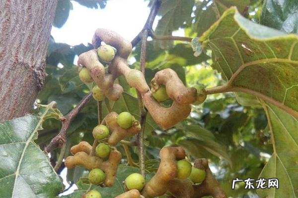 拐枣树种植技术，一般采用种子繁育