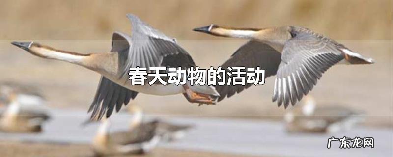 春天动物的活动