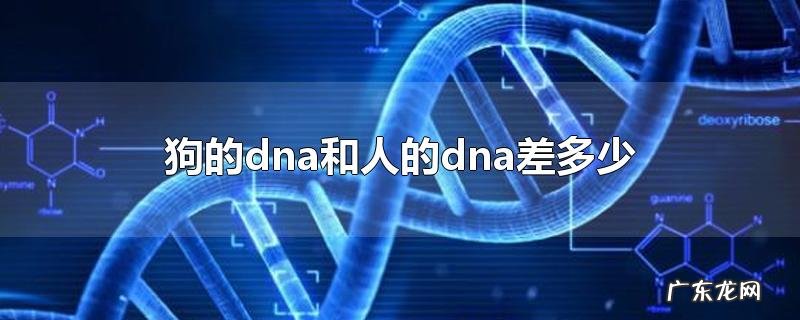 狗的dna和人的dna差多少
