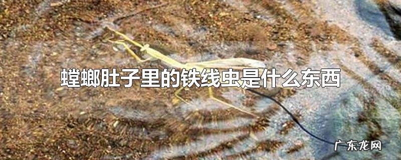 螳螂肚子里的铁线虫是什么东西