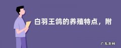 白羽王鸽的养殖特点，附白羽王鸽的繁殖特征和饲料配方
