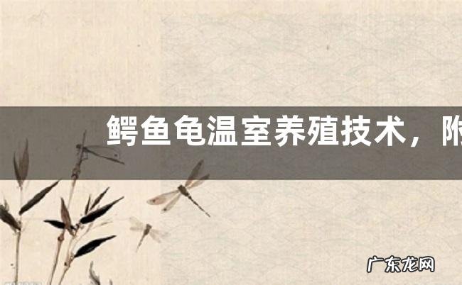 鳄鱼龟温室养殖技术,附鳄鱼龟的生长条件