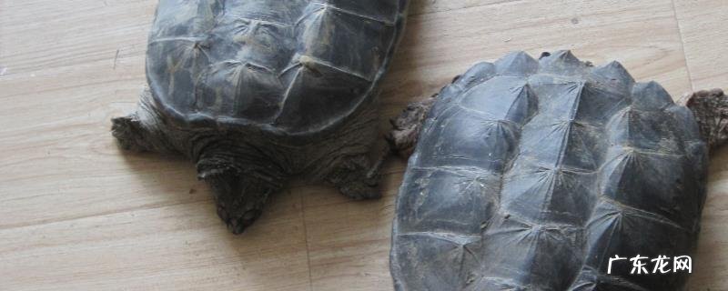 鳄鱼龟温室养殖技术,附鳄鱼龟的生长条件