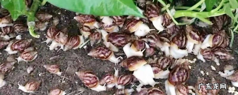 蜗牛养殖的三种方法,露天养殖法、室内养殖法、塑料大棚养殖法