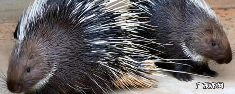 豪猪养殖日常管理方案,按以下两方面进行