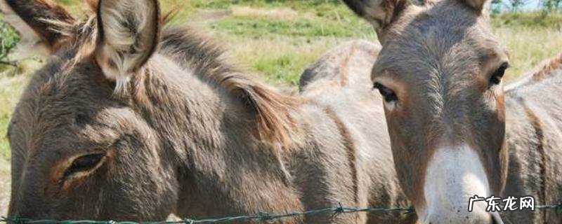 驴的养殖技术，驴的养殖前景