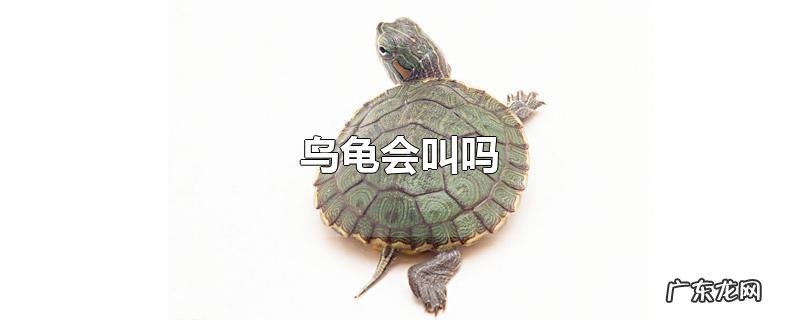 乌龟会叫吗