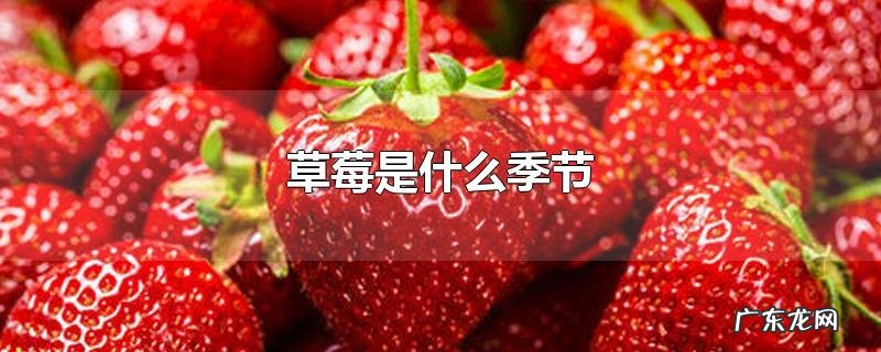 草莓是什么季节