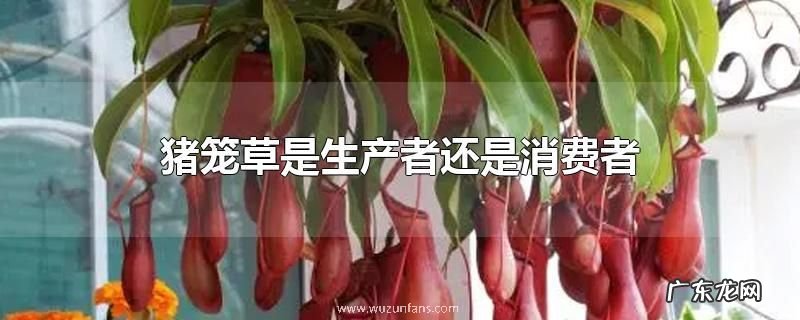 猪笼草是生产者还是消费者