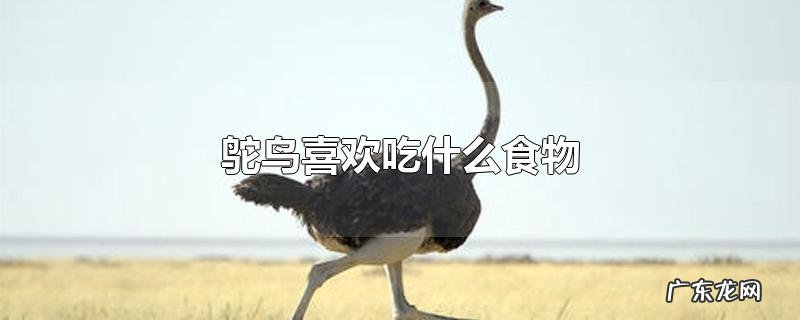 鸵鸟喜欢吃什么食物