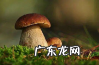 丁丁都有哪些形状