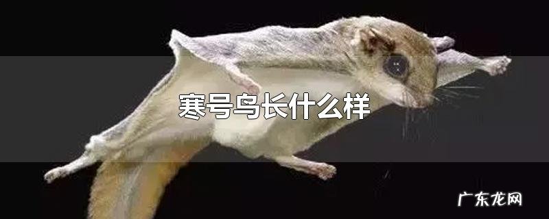 寒号鸟长什么样