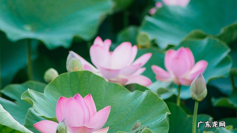 水生植物有哪些分类-简短介绍